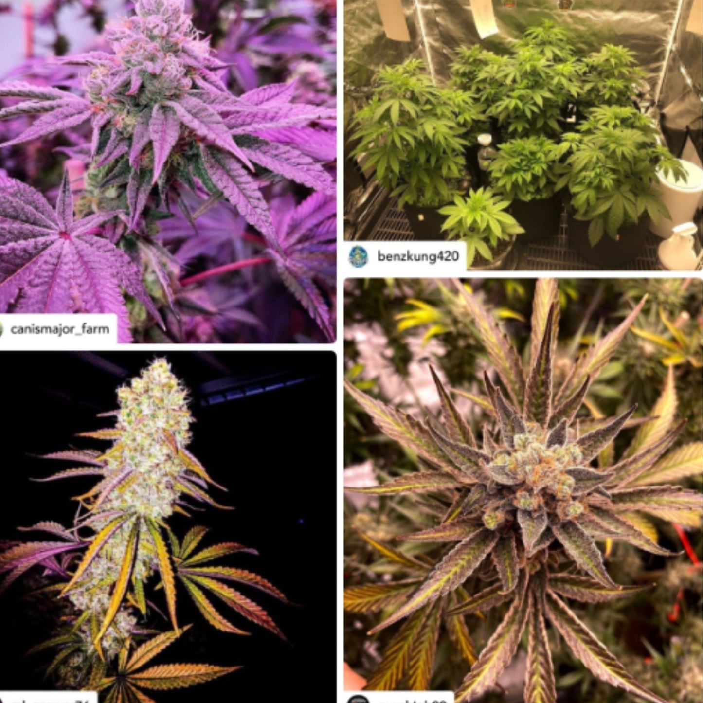 T-REX MEGA KELP SIZE : 500ML