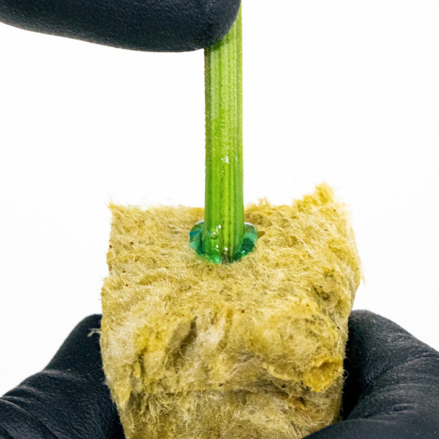 ATHENA CUTS 3.5 Oz.