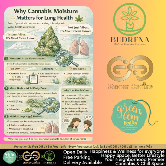 ทำไม “ความชื้น” ในดอกกัญชาถึงสำคัญต่อสุขภาพปอด 🌿