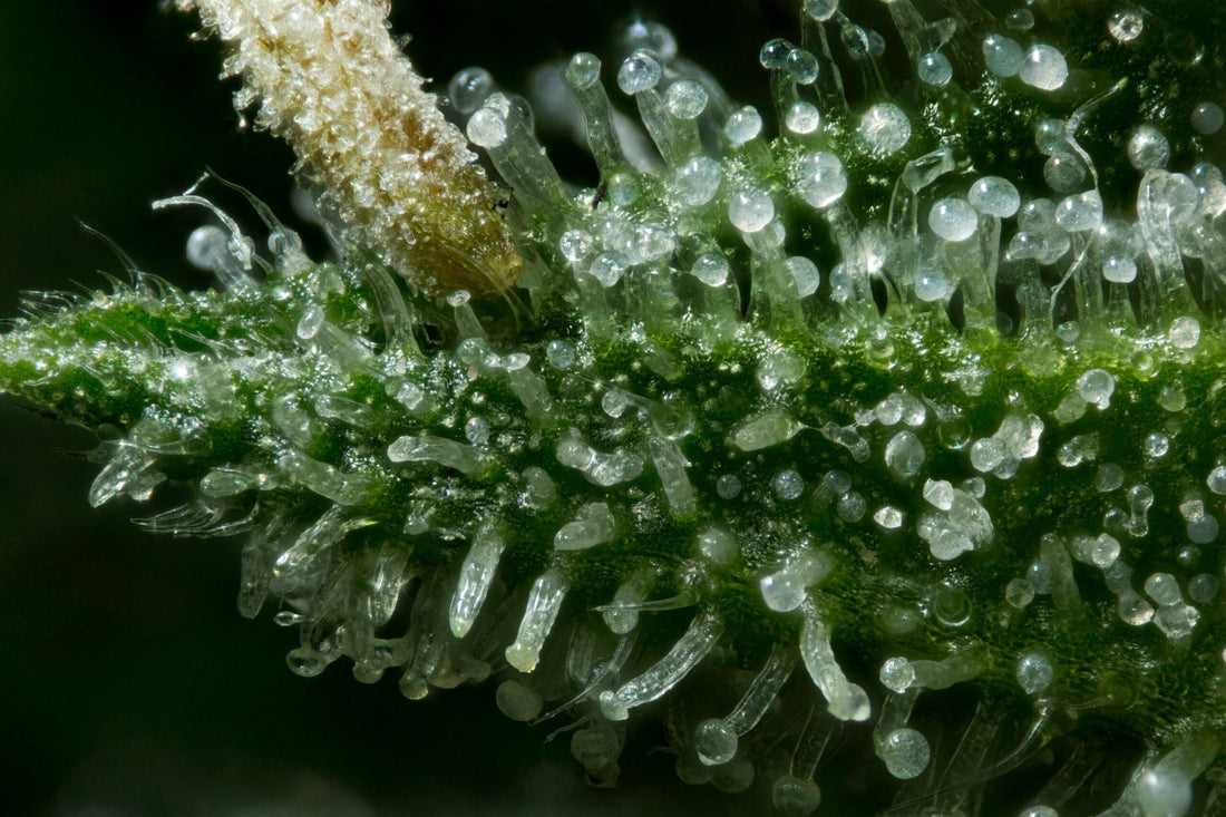 เทอร์ปีน (Terpenes) คืออะไร และทำไมจึงสำคัญในกัญชา