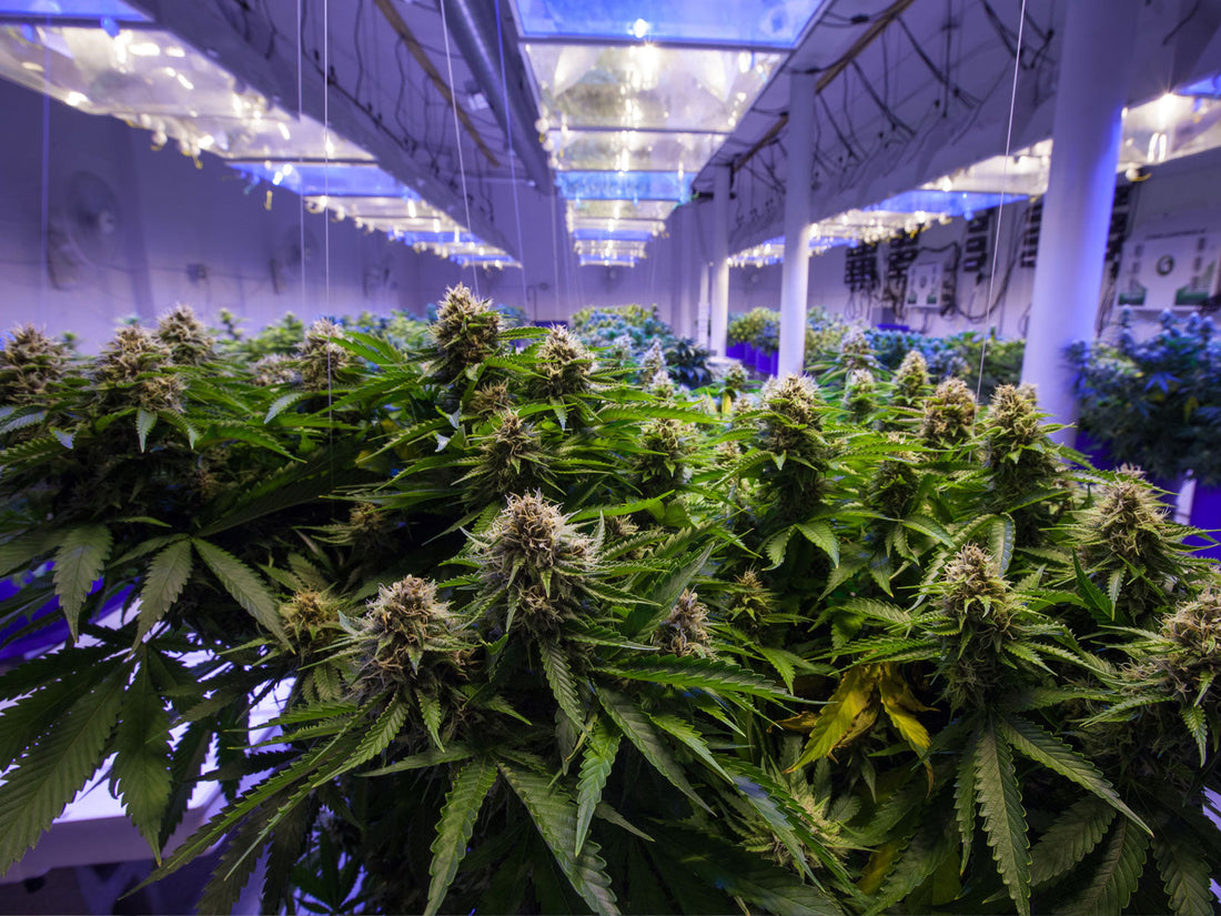 ความแตกต่างระหว่างกัญชา Outdoor, Indoor และ Greenhouse