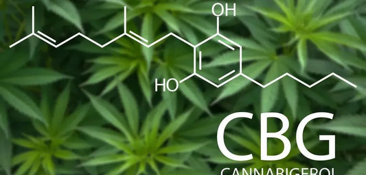 CBG (Cannabigerol) คืออะไร? และทำไมถึงเป็นที่นิยม?