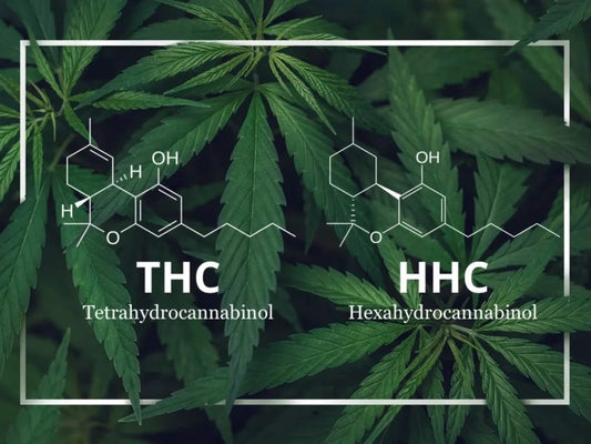 HHC คืออะไร และเกี่ยวข้องกับกัญชาอย่างไร?