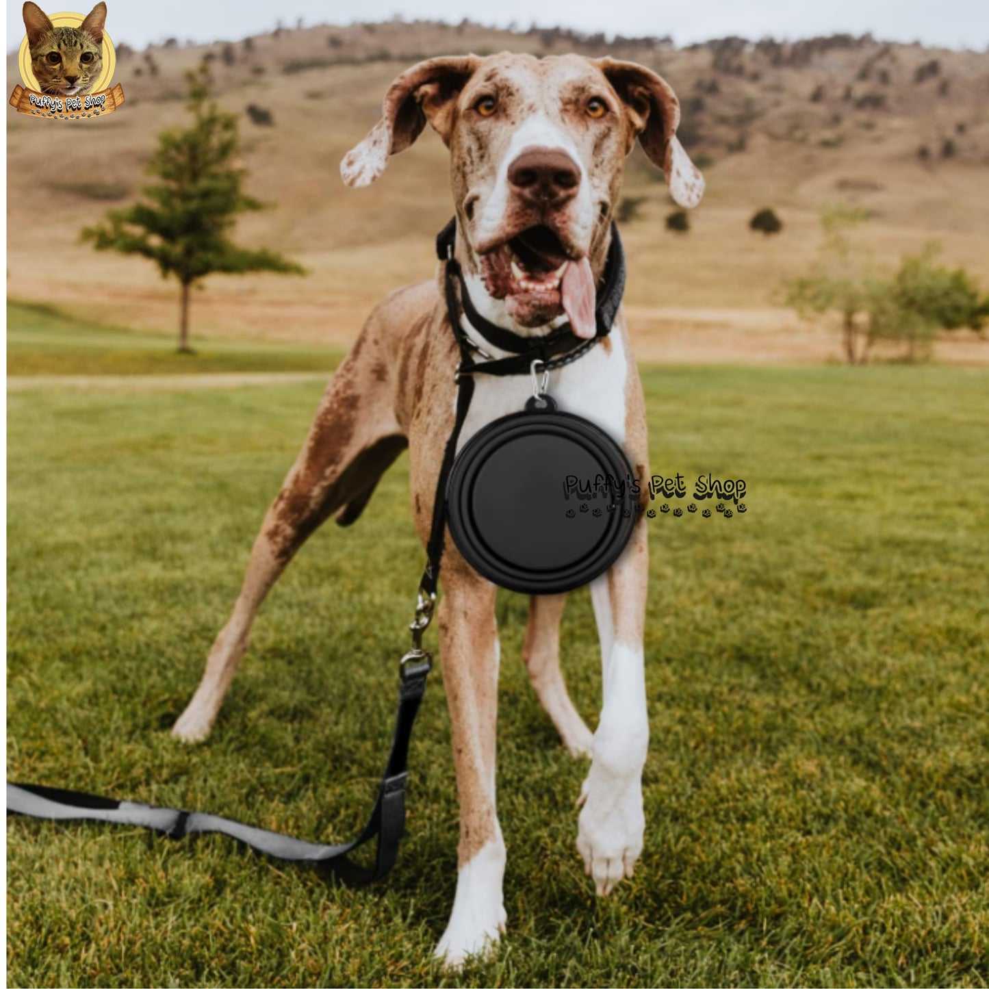 Puffy's Pet Shop | Collapsible Silicone Pet Bowl – Travel Friendly ชามซิลิโคนพับได้ สำหรับสัตว์เลี้ยง พกพาสะดวก เหมาะสำหรับเดินทาง ขนาด 13 x 5.5 x 9 ซม.