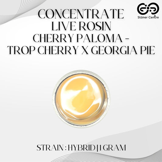 CONCENTRATE LIVE ROSIN | CHERRY PALOMA - TROP CHERRY X GEORGIA PIE