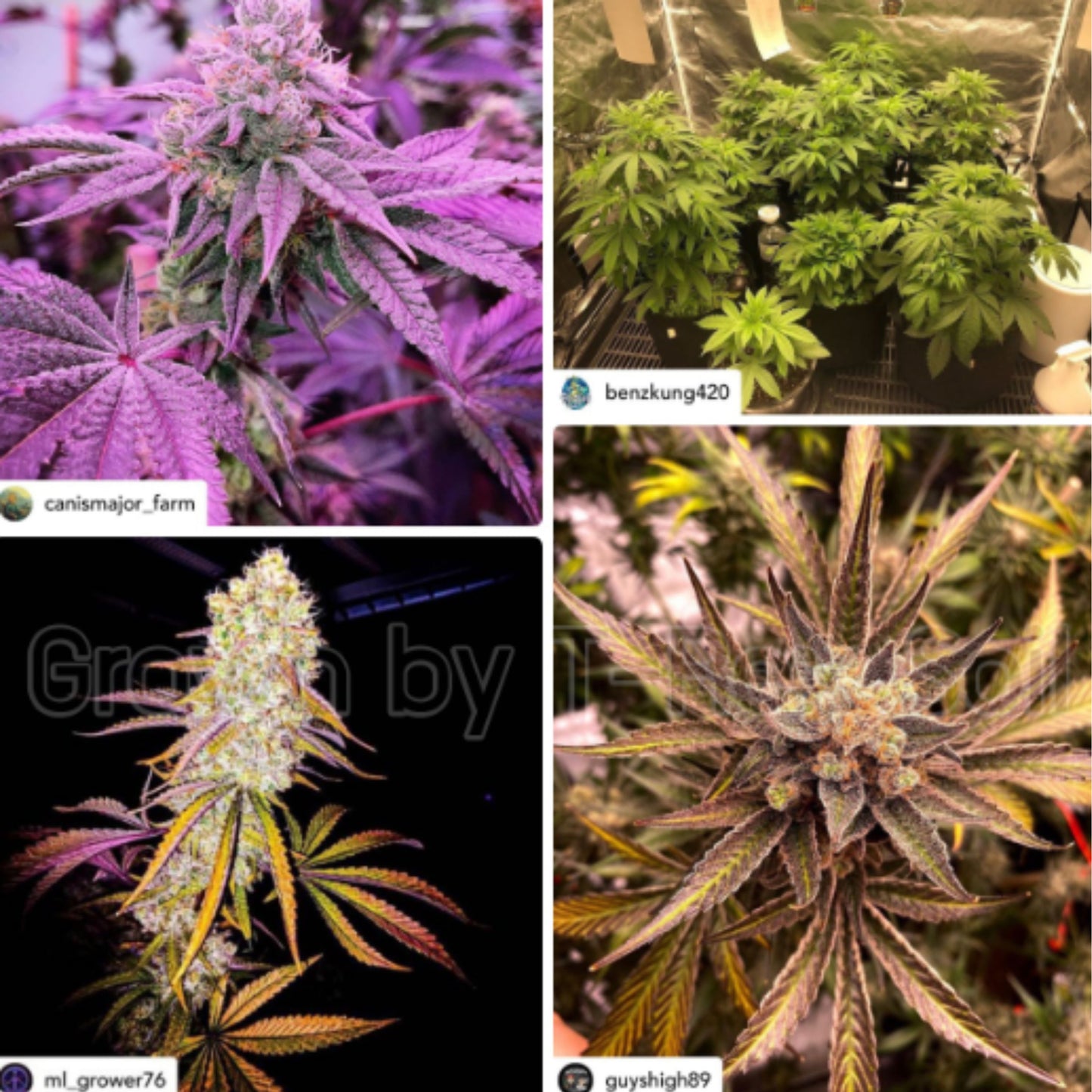 T-REX GROW SOLUTION 1 LITRE