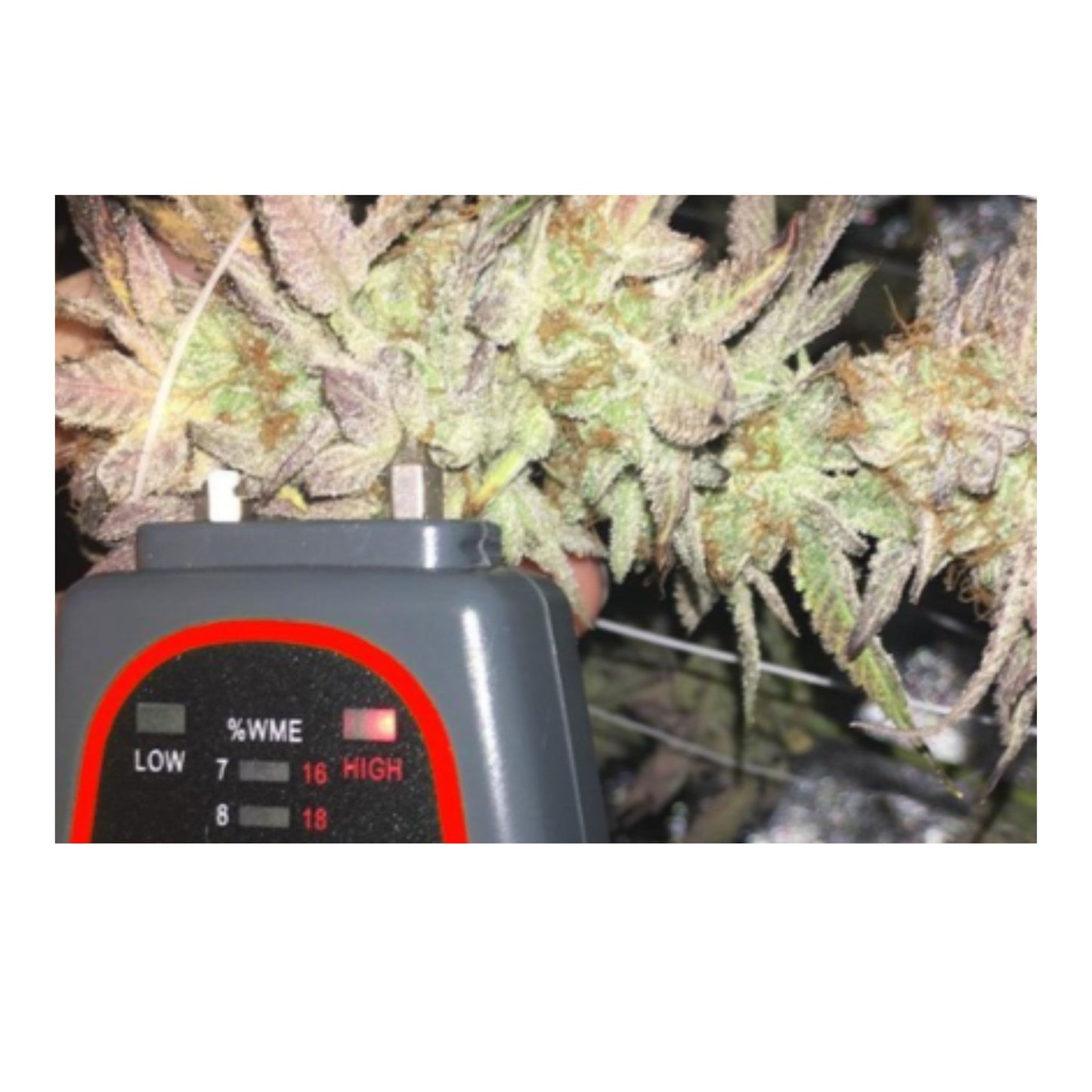 EXTRACTION TOOL | TRIMINATOR CANNABIS MOISTURE METER