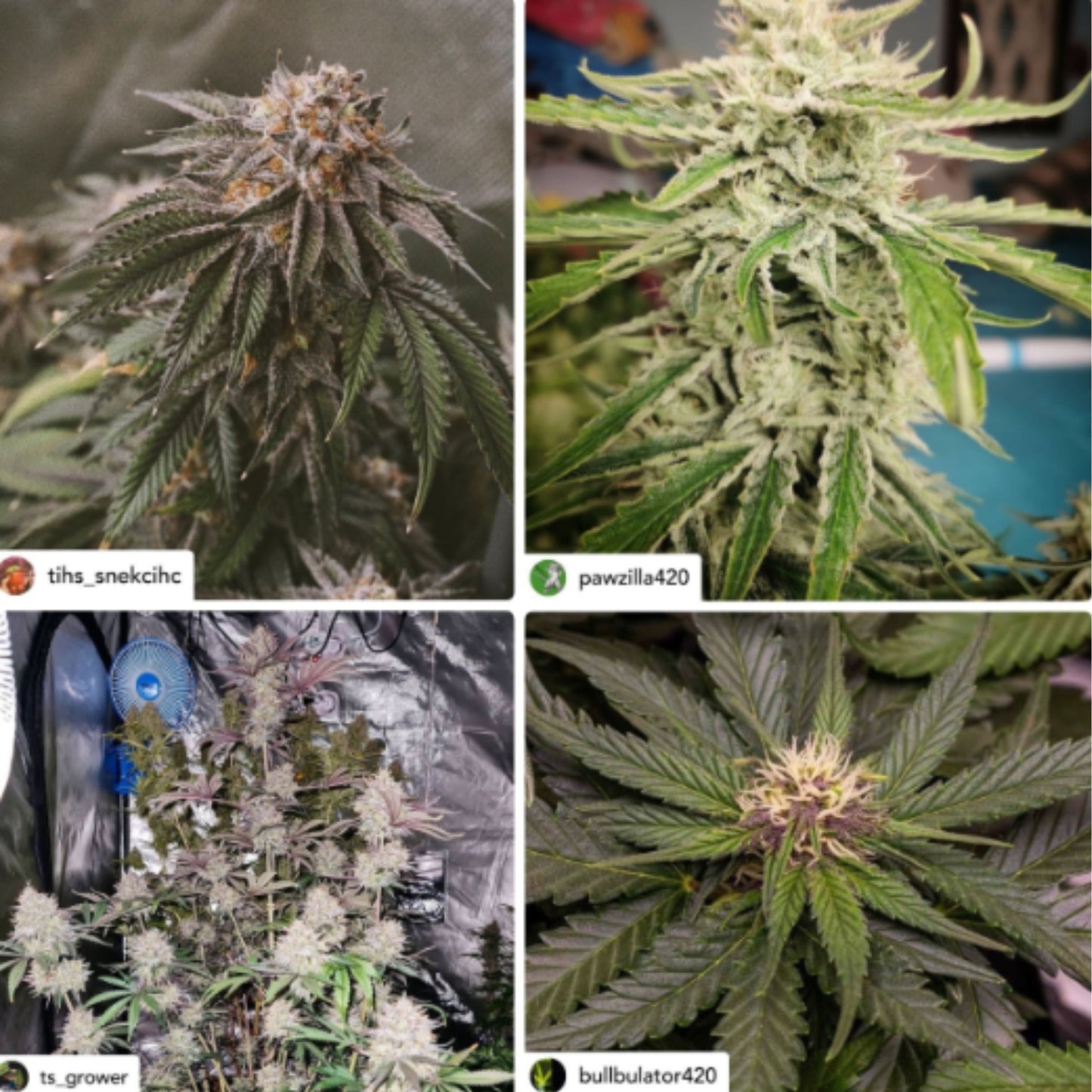 T-REX MEGA KELP SIZE : 500ML