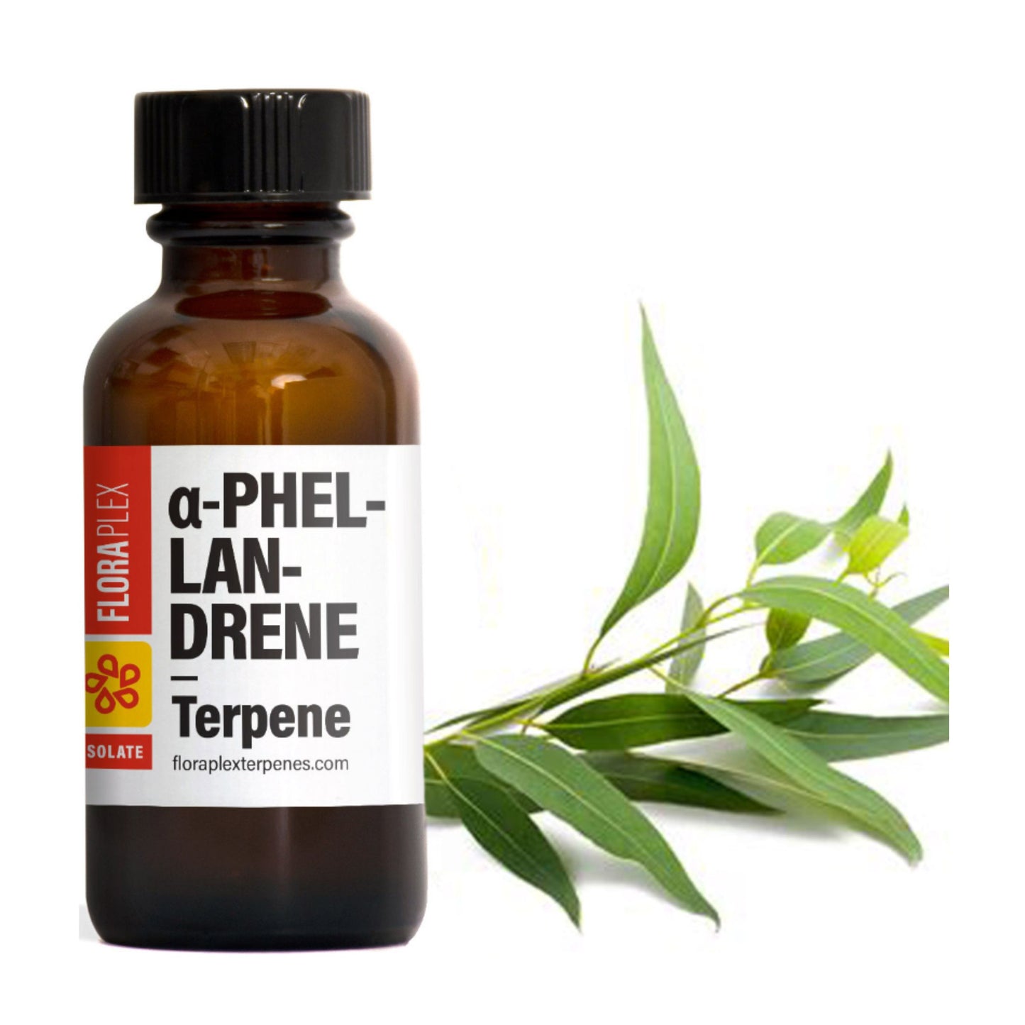 FLORAPLEX TERPENES | ALPHA - PHELLANDRENE 1oz.