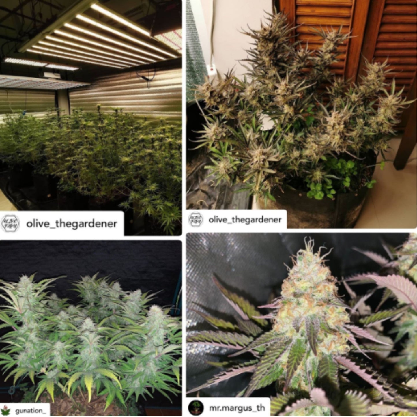 T-REX MEGA KELP SIZE : 500ML